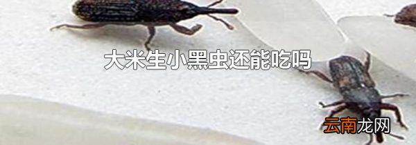 大米生小黑虫还能吃吗