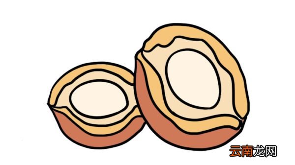 鲍鱼简笔画 鲍鱼怎么画