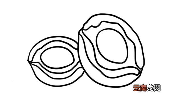鲍鱼简笔画 鲍鱼怎么画
