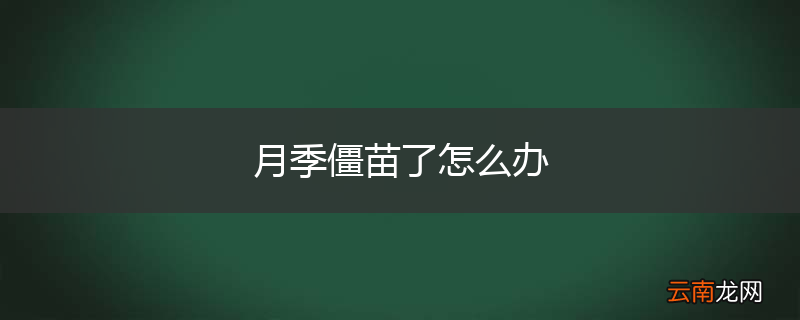 月季僵苗了怎么办