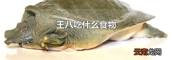王八吃什么食物