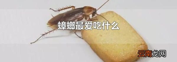 蟑螂最爱吃什么