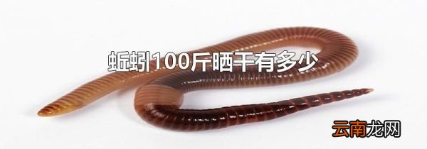 蚯蚓100斤晒干有多少
