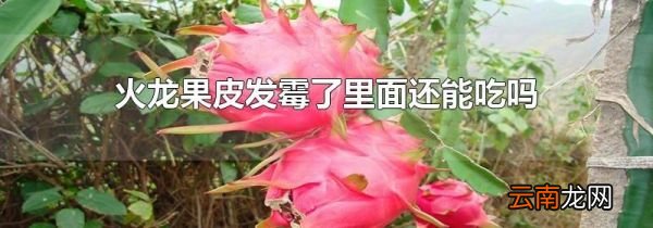 火龙果皮发霉了里面还能吃吗