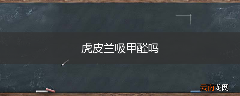 虎皮兰吸甲醛吗