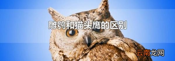 雕鸮和猫头鹰的区别