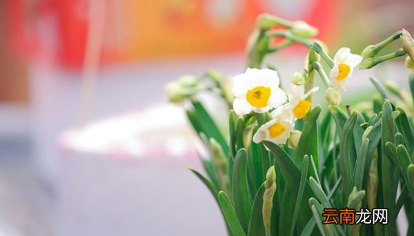 凌波仙子是什么花 凌波仙子是什么花的别称