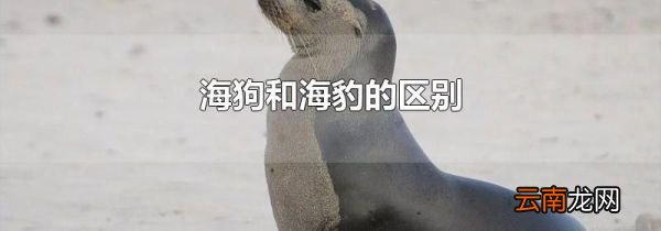 海狗和海豹的区别