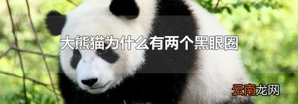 大熊猫为什么有两个黑眼圈