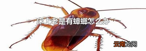 床上老是有蟑螂怎么办