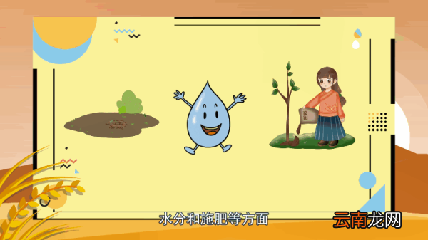 金枝玉叶花的养殖方法和注意事项 金枝玉叶花的养殖方法和注意事项是什么