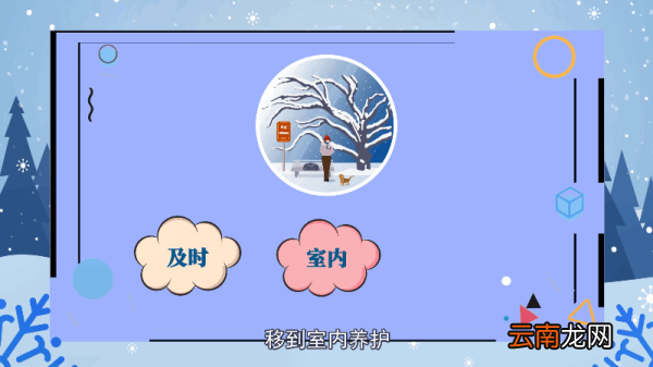金枝玉叶花的养殖方法和注意事项 金枝玉叶花的养殖方法和注意事项是什么