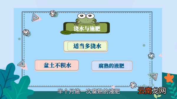 金枝玉叶花的养殖方法和注意事项 金枝玉叶花的养殖方法和注意事项是什么