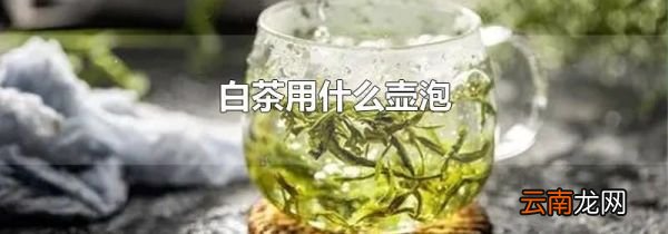 白茶用什么壶泡