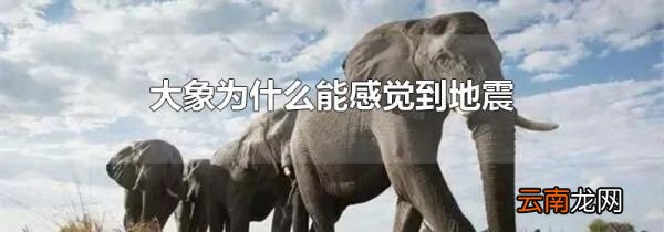 大象为什么能感觉到地震