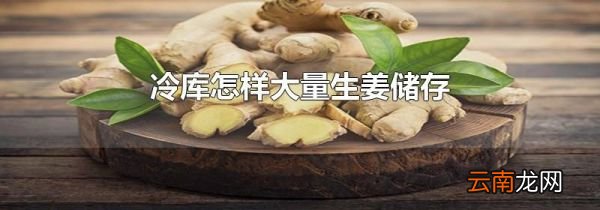 冷库怎样大量生姜储存
