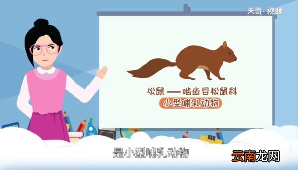 松鼠是哺乳动物吗 松鼠是不是哺乳动物