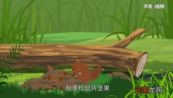 松鼠是哺乳动物吗 松鼠是不是哺乳动物
