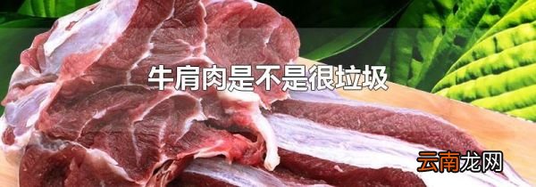 牛肩肉是不是很垃圾