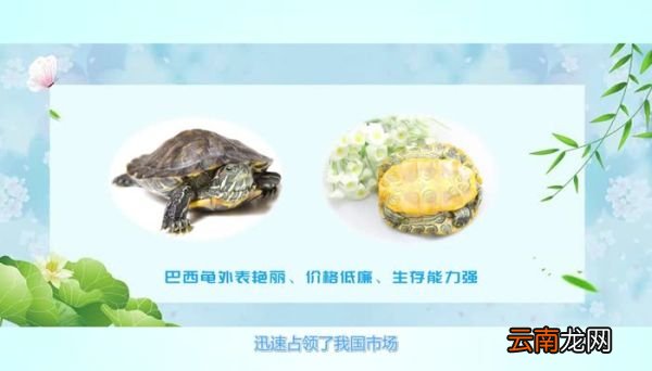 巴西龟吃什么 巴西龟怎么样吃什么