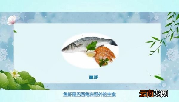巴西龟吃什么 巴西龟怎么样吃什么
