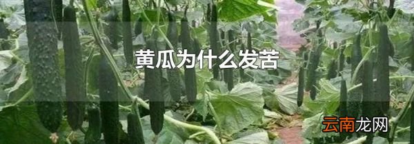 黄瓜为什么发苦