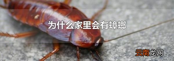 为什么家里会有蟑螂