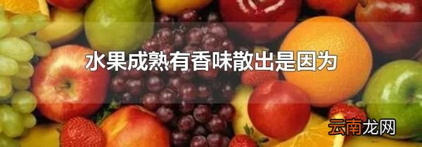 水果成熟有香味散出是因为