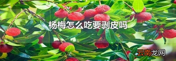 杨梅怎么吃要剥皮吗