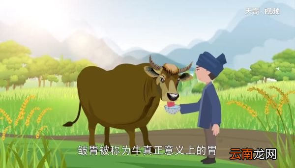 牛有几个胃 牛胃分别叫什么
