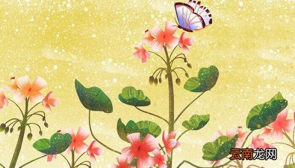 七色花的主人公是谁 七色花故事主人公是谁