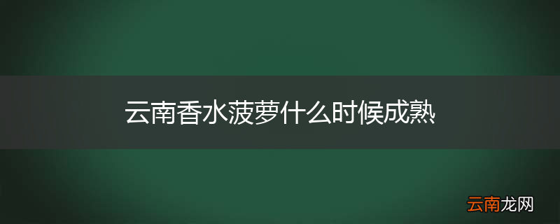 云南香水菠萝什么时候成熟
