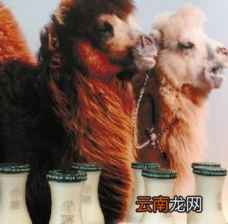 骆驼奶和牛奶的对比