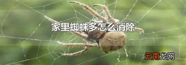 家里蜘蛛多怎么消除
