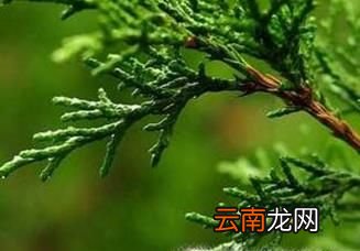 侧柏叶的功效与作用