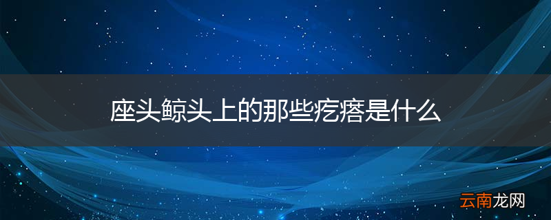 座头鲸头上的那些疙瘩是什么