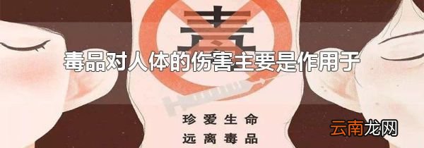 毒品对人体的伤害主要是作用于