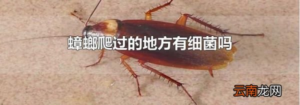 蟑螂爬过的地方有细菌吗