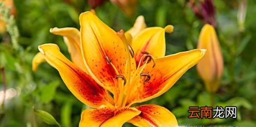 百合花的花语大全