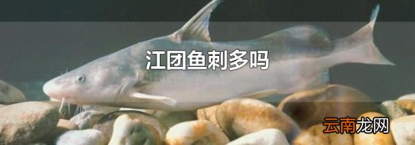 江团鱼刺多吗