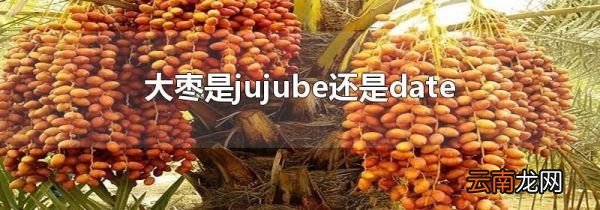 大枣是jujube还是date
