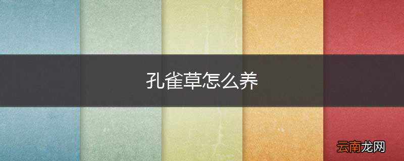 孔雀草怎么养
