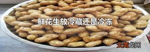 鲜花生放冷藏还是冷冻