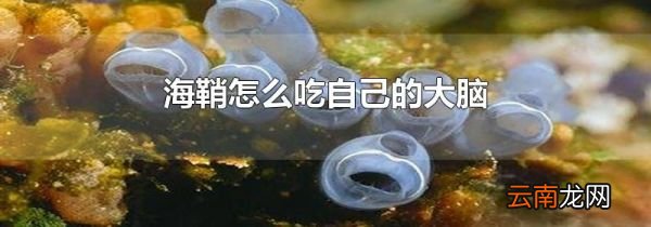 海鞘怎么吃自己的大脑