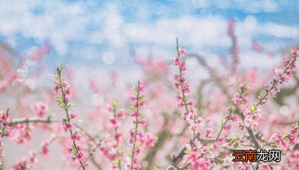 早蝉白居易原文翻译 白居易的早蝉诗意