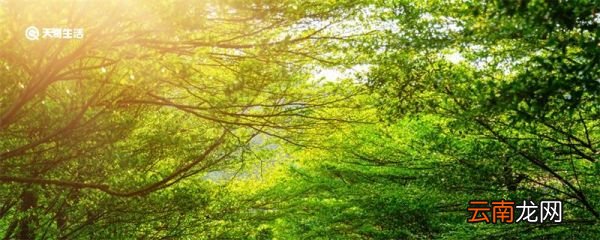 仲夏是几月 仲夏是几月份的