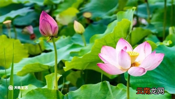 仲夏是几月 仲夏是几月份的