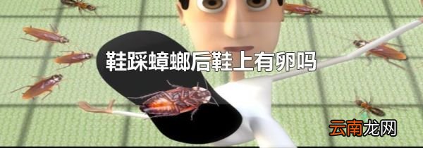 鞋踩蟑螂后鞋上有卵吗