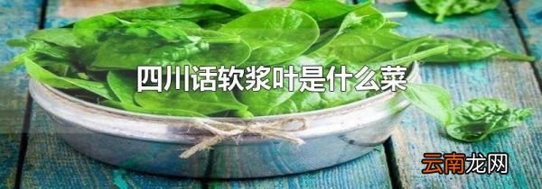 四川话软浆叶是什么菜