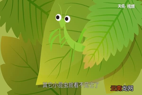 一叶障目的故事 一叶障目的由来